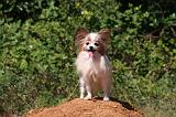 EPAGNEUL PAPILLON 146